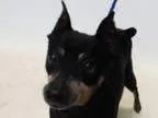 Adopt Della a Miniature Pinscher