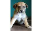 Adopt Wonder Woman a TanYellowFawn - with White Collie  Mixed do