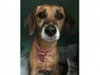 Adopt Bubby a BrownChocolate Beagle Pug Mixed dog in Pontiac M