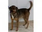 Adopt Buddy a BrownChocolate Pug Beagle Mixed dog in Urbana O