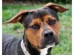 Adopt Danny Zuko a Pit Bull Terrier Hound