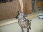 Adopt Martha a Catahoula Leopard Dog