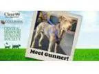 Adopt Gunnar a Australian Shepherd
