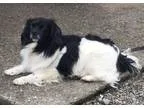 Adopt Chester a Spaniel Cavalier King Charles Spaniel