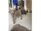 Yutfyu weimaraner puppies for sale