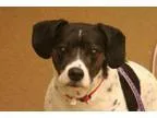 Adopt Gumdrop a Pit Bull Terrier