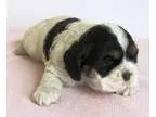 AKC Puppy 5
