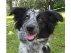Adopt Shilo a Border Collie  Mixed dog in Modesto CA (15408714)
