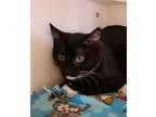 Adopt CONDO 17 a Black (Mostly) Domestic Shorthair (short coat) 