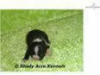 AKC Tommy-GA- We offer delivery