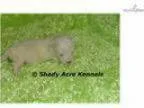AKC Sterling-GA- We offer delivery