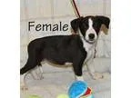Adopt Avail517Pen7BeagleX 2.5mthsclik4pics a Beagle  Feist  Mixe