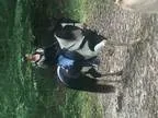 Experienced Trail Horse