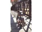 Adopt Tucker a GraySilverSalt and Pepper - with White Pit Bull T