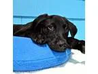 Adopt C987-H RouxRoux a Labrador Retriever  Jack Russell Terrier