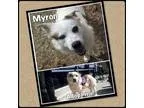 Adopt Myron a Australian Shepherd