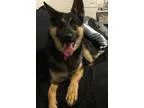 Adopt Chilly a Black - with Tan Yellow or Fawn German Shepherd D