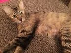 Adopt Tabitha a Tortoiseshell Domestic Mediumhair (medium coat) 