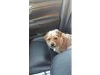 Adopt Blue a Australian Terrier Cairn Terrier