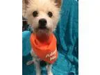 Adopt june Bug a White - with Tan Yellow or Fawn Terrier (Unknow