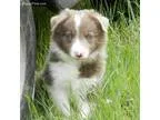 Sale Pending