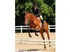All-Around Horse Always in the Ribbons