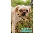 Adopt Hazel a Pug Shih Tzu