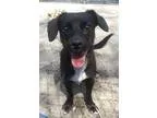Adopt Osa a Dachshund  Mixed dog in Carson City NV (15532790)