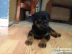 Rottweiler puppies - Price 