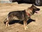 German Shepherd Male Power House Breeding
