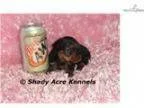 AKC Fancy-GA- We offer delivery
