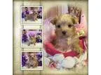 AKC Blondie