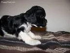 - Introducing Doggy Dan&rsquos Online Dog Trainer -