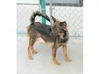 Adopt Hachi a Australian Terrier
