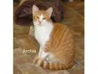 Adopt Archie a Orange or Red Tabby American Shorthair (short coa