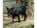 Adopt Daisy a Black - with White Hound (Unknown Type)  Mixed dog