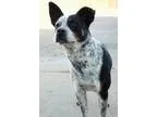 Adopt Lucky a Australian Cattle Dog (Blue Heeler)