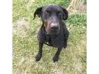 Adopt Roscoe a Black Labrador Retriever  Doberman Pinscher  Mixe
