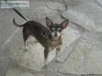 LOST Chihuahua