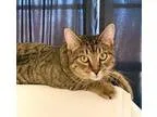 Adopt Finn a Tabby - Grey