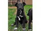 Adopt Babies - Cub a Border Collie Terrier