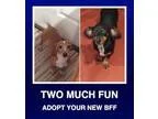 Adopt Roscoe and Oscar a Dachshund