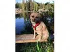 Adopt quotMarge quot a Pug Border Terrier