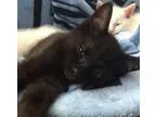Adopt Babies - Piglet a Border Collie Terrier