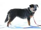 Adopt Jazzy a Australian Cattle Dog (Blue Heeler)