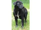 Adopt HARRISON a Black - with White Labrador Retriever  Mixed do
