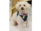 Adopt George D4075 a White Poodle (Standard)  Mixed dog in Fremo
