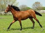 Bay pre filly