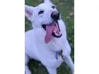 Adopt Max-Adoption Pending a German Shepherd Dog