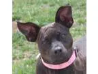 Adopt Kisses a Pit Bull Terrier